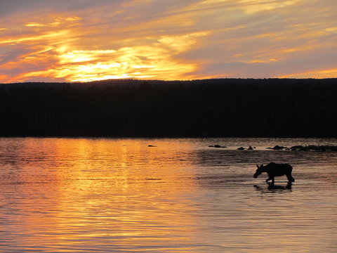 Moose At Sunset At Isle Royale National Park, Lake Superior