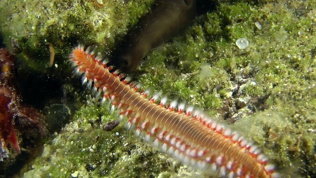 Bearded fireworm (Hermodice carunculata) crawling on the stone, medium shot.
