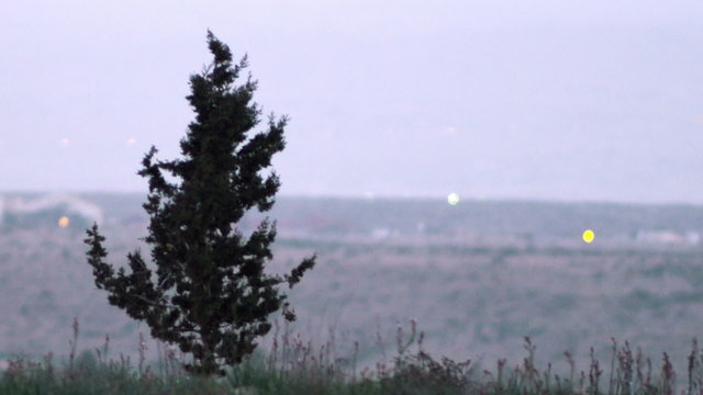 Royalty Free Stock Video Footage of a lone tree shot in Israel at 4k with Red.