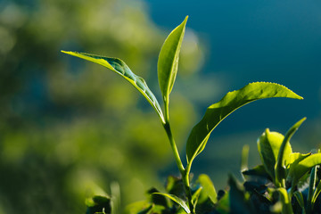 Close-up of green fresh tea leaves on the plantation.