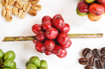 ripe coffee beans isolated on white background