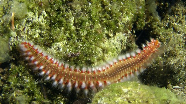 Bearded fireworm (Hermodice carunculata) crawling on the stone, medium shot.

