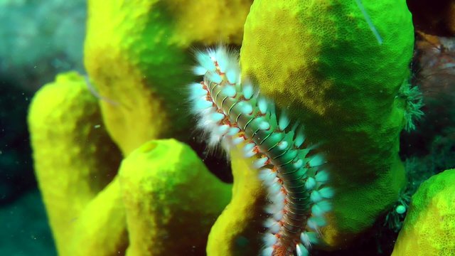 Bearded fireworm (Hermodice carunculata) crawling on Yellow tube sponge, close-up.

