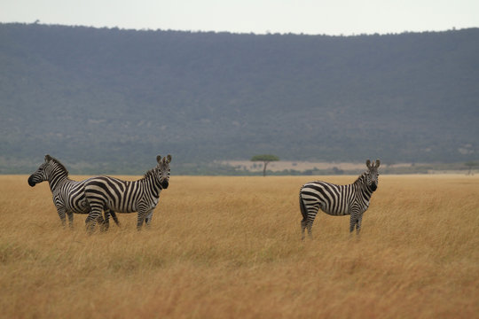 Zebras