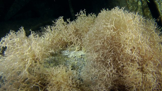 Red algae (Liagora viscida) sways in the water flow.
