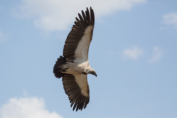 Scavengers at a vulture resturant in the wilds of Zimbabwe