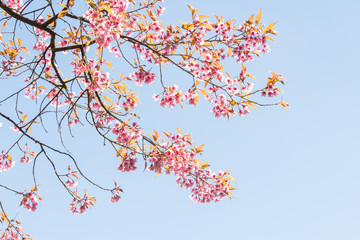 Beautiful spring cherry blossoms in the northern of Thailand