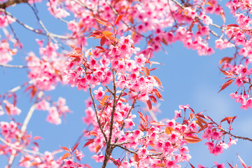 Beautiful spring cherry blossoms in the northern of Thailand