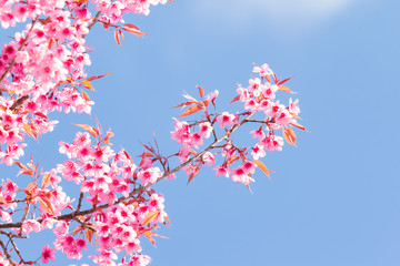 Beautiful spring cherry blossoms in the northern of Thailand