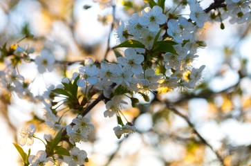 Cherry tree flowers blooming at spring