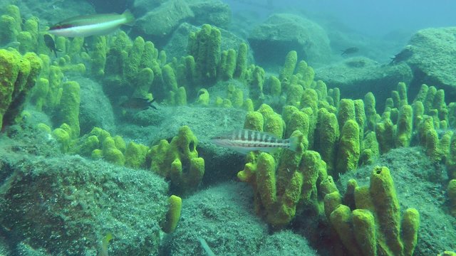 Sea fish swim on the background of Yellow tube sponge.
