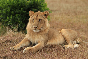 Leão Maasai