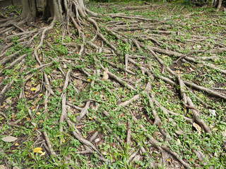 The roots of the banyan forest