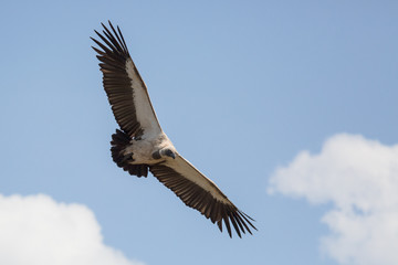 Scavengers at a vulture resturant in the wilds of Zimbabwe