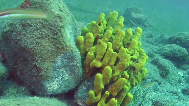 Marine fish swim on the background of Yellow tube sponge and underwater scenery.
