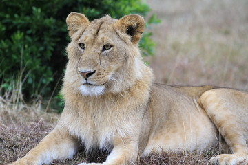 Leão Maasai