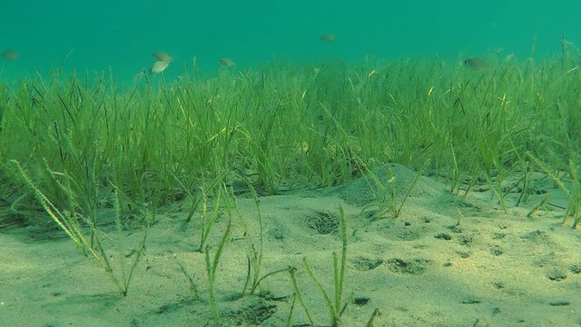 Thickets of Grasswrack (Zostera marina) on a sandy bottom in the sun.
