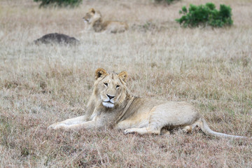 Leão Maasai