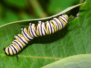 Monarch Caterpillar Illinois Wildlife