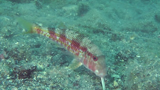 Marine fish Red mullet digs the sandy bottom in search of food, accompanied by other fish.
