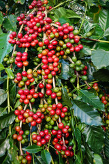 Coffee beans ripening on a tree.