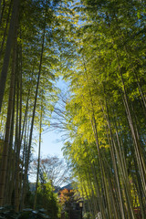 Fototapeta na wymiar Shuzenji Bamboo Grove Road