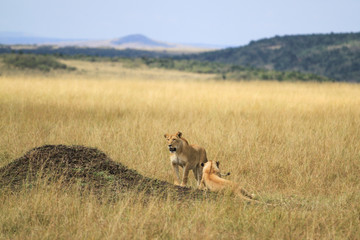 Leão Maasai