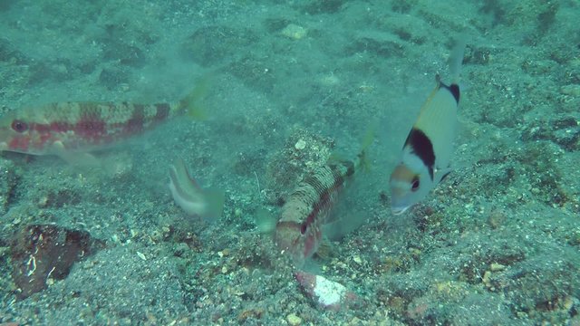 Marine fish Red mullet digs the sandy bottom in search of food, accompanied by other fish.

