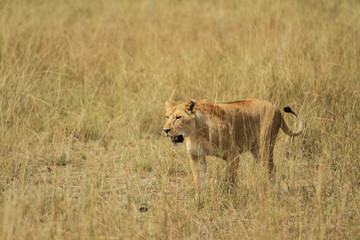 Fototapeta na wymiar Leão Maasai