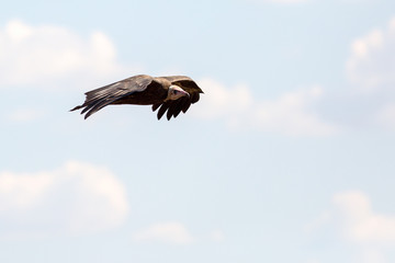 Scavengers at a vulture resturant in the wilds of Zimbabwe
