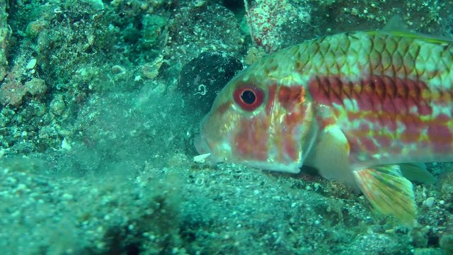 Marine fish Red mullet digs the sandy bottom in search of food, close-up.
