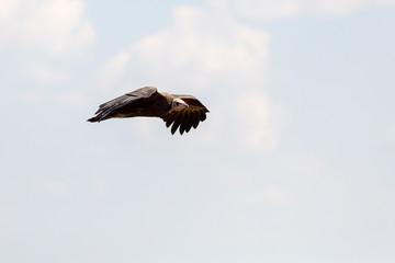 Scavengers at a vulture resturant in the wilds of Zimbabwe