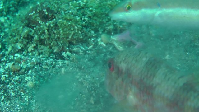 Marine fish Red mullet digs the sandy bottom in search of food, close-up.
