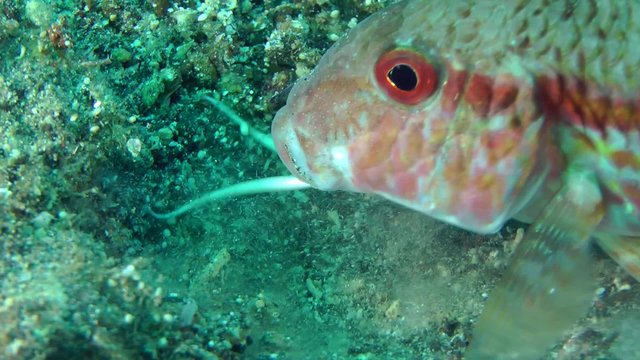 Marine fish Red mullet digs the sandy bottom in search of food, close-up.
