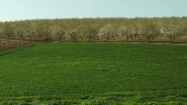 Royalty Free Stock Video Footage of almond orchards and a field shot in Israel at 4k with Red.