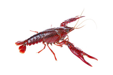 Crawfish