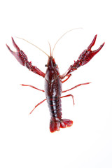 Crawfish