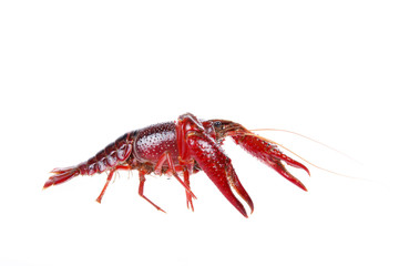 Crawfish