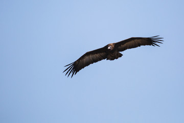 Scavengers at a vulture resturant in the wilds of Zimbabwe