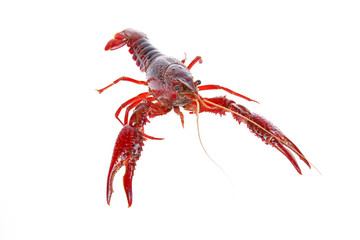 Crawfish
