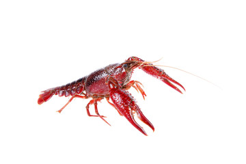 Crawfish