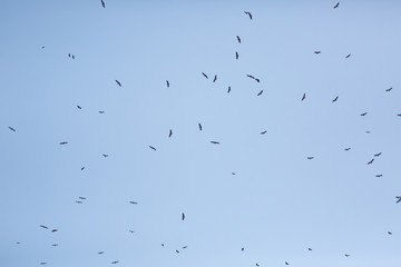 Scavengers at a vulture resturant in the wilds of Zimbabwe