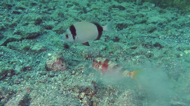 Marine fish Red mullet digs the sandy bottom in search of food, accompanied by other fish.
