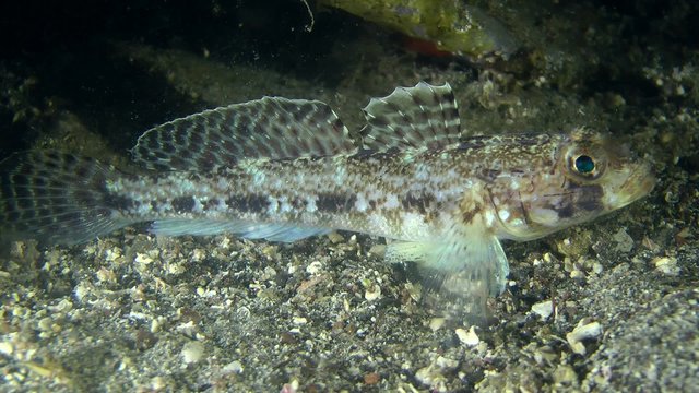 Black goby (Gobius niger) eating planktonic organisms, close-up.
