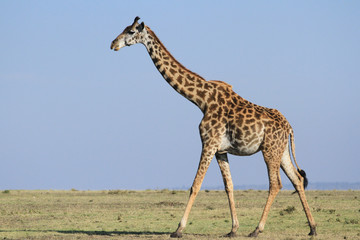 Naklejka premium Girafas