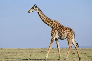 Crédence de cuisine en verre imprimé Girafe Girafas