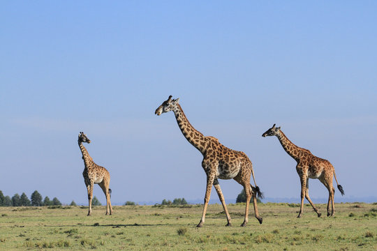 Girafas