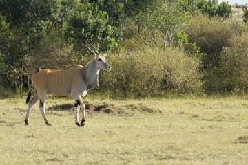 Eland no Maasai Mara