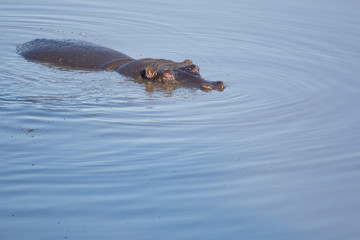 Fototapeta premium Hippo in Zimbabwe