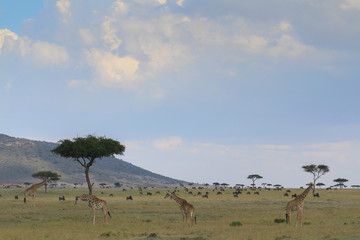 Girafas no Maasai Mara